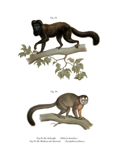 Brunrygget Bearded Saki, 1860 af German School